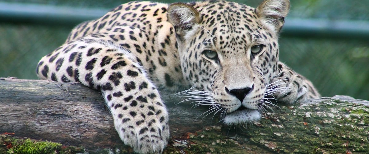 Mountain learning landscape